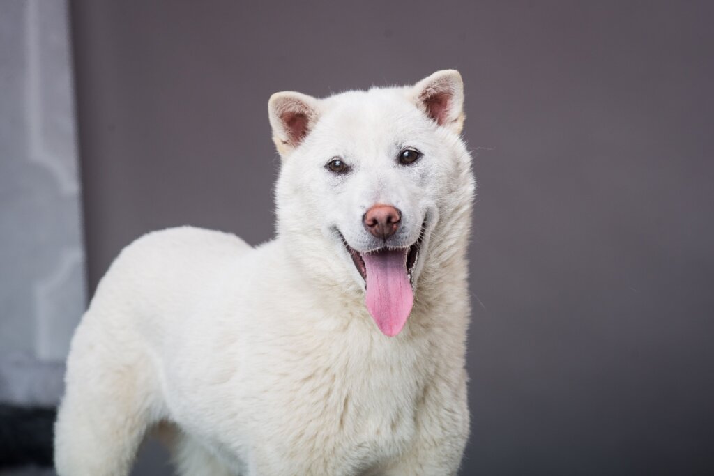 Cachorro branco da raça kishu ken com a língua de fora