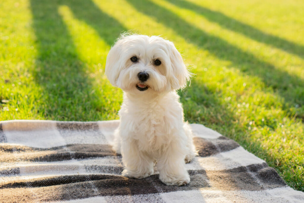 Cachorro com pelo branco sentado em manta xadrez na grama ao ar livre