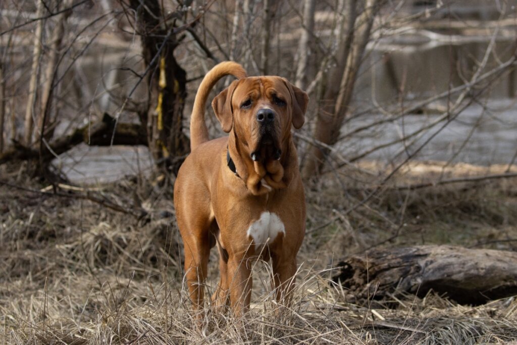 Cachorro marrom da raça tosa inu em pé, com porte robusto e musculoso