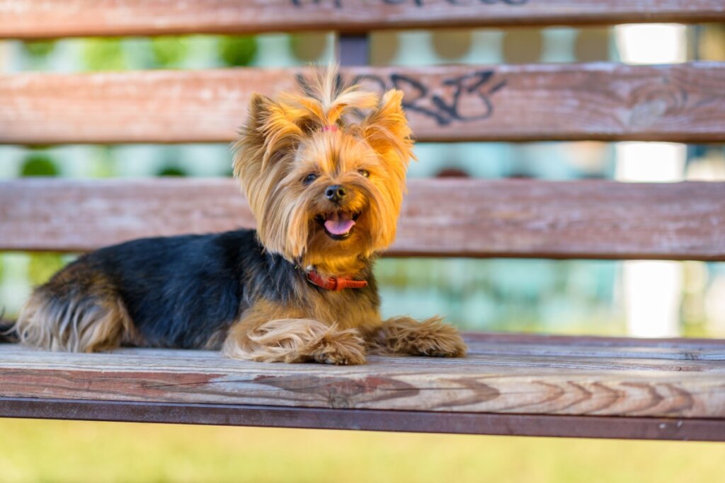 Yorkshire terrier em banco de madeira