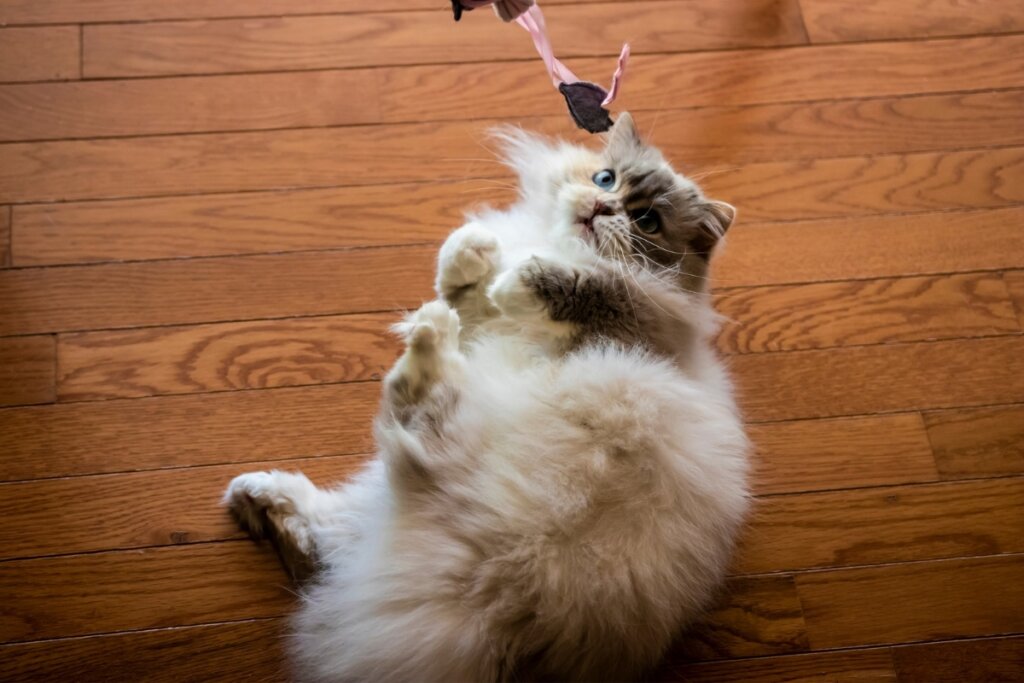 10 nomes ideais para gatos carinhosos 