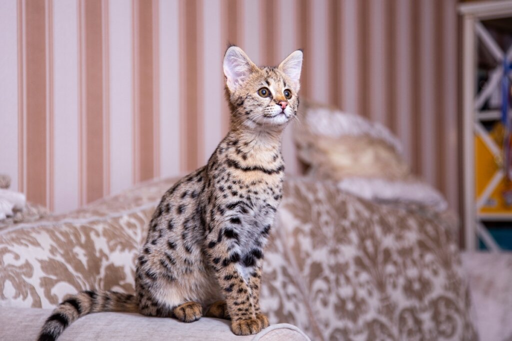 6 diferenças entre os gatos das raças savannah e bengal 