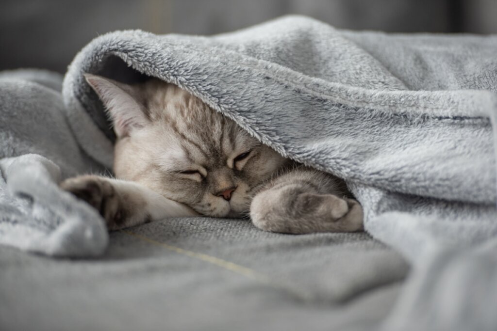 10 nomes perfeitos para gatos dorminhocos