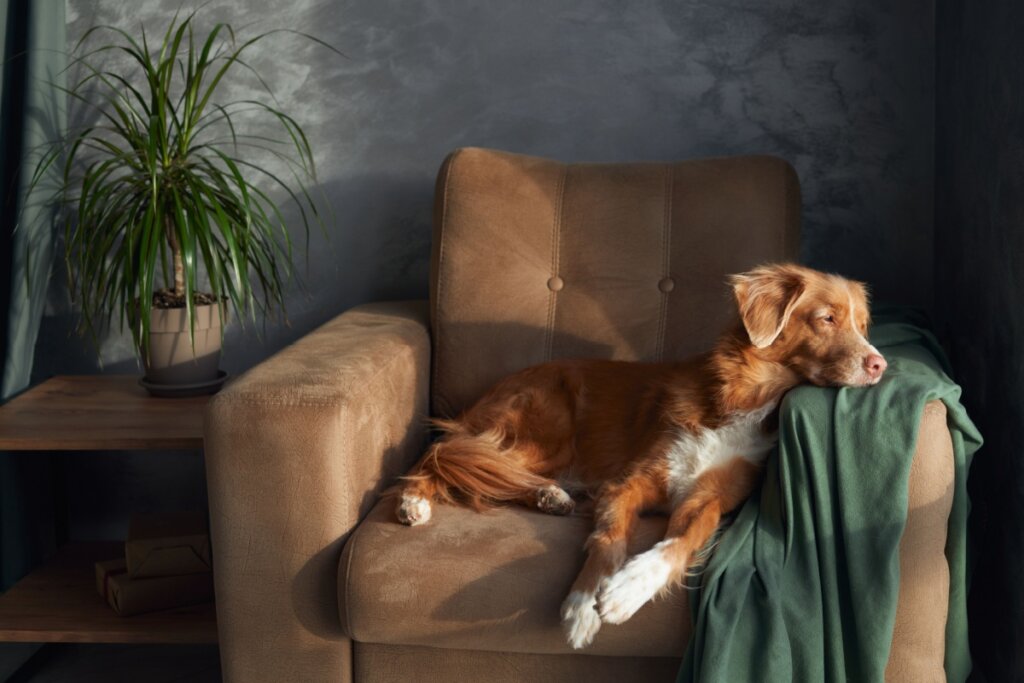 10 nomes para cachorros dorminhocos