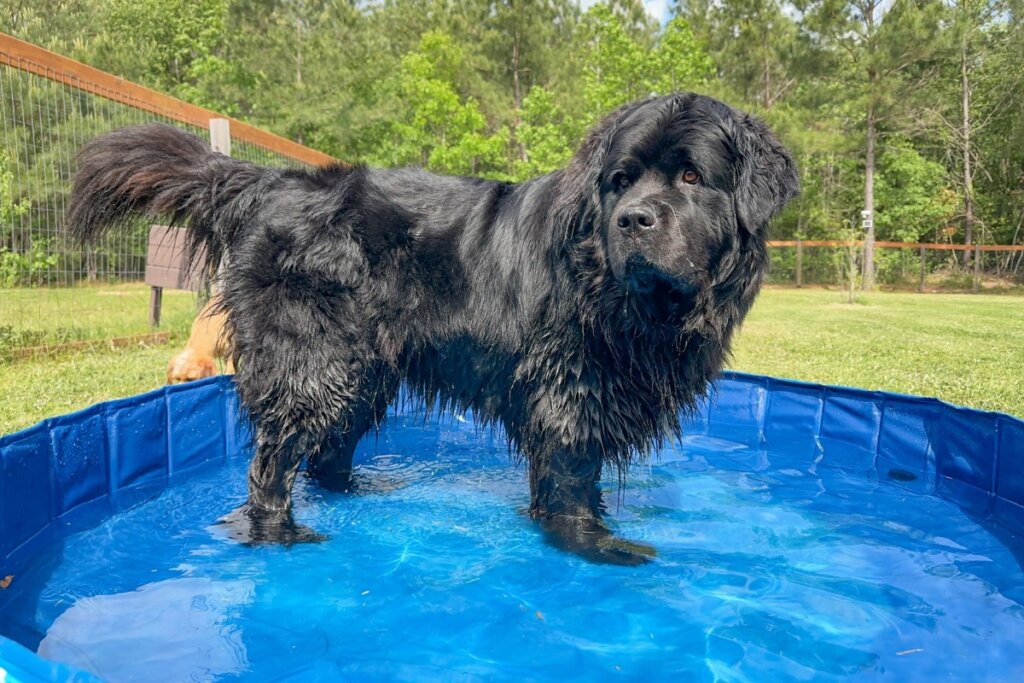 4 características do cachorro da raça terra nova 