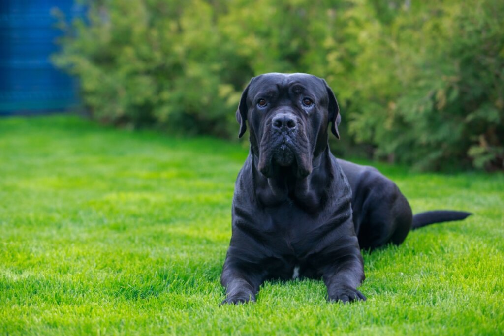 7 diferenças entre os cachorros das raças cane corso e dogo argentino 