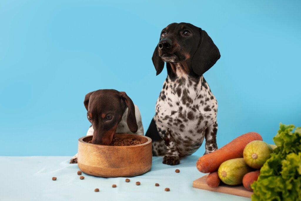 Veja como os hábitos dos tutores podem influenciar a obesidade dos pets