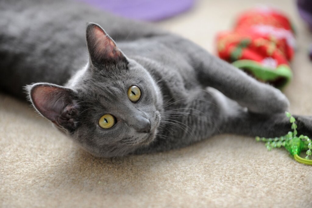 4 características do gato da raça korat 