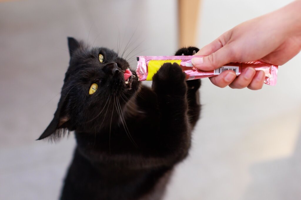 Veja cuidados a se ter com gatos pretos no Halloween