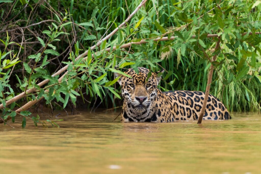 7 curiosidades interessantes sobre a onça-pintada