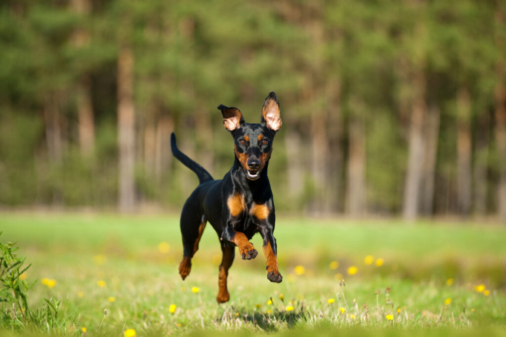 10 atividades recomendadas para o cachorro da raça pinscher 