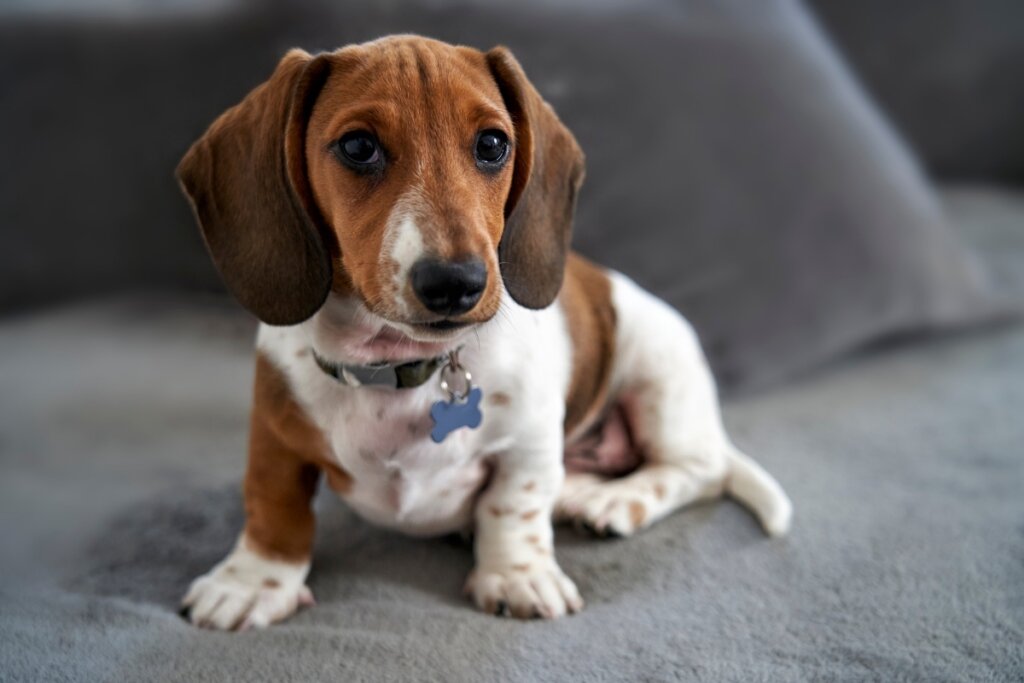 Seu cachorro é distraído? Confira 10 nomes perfeitos para ele