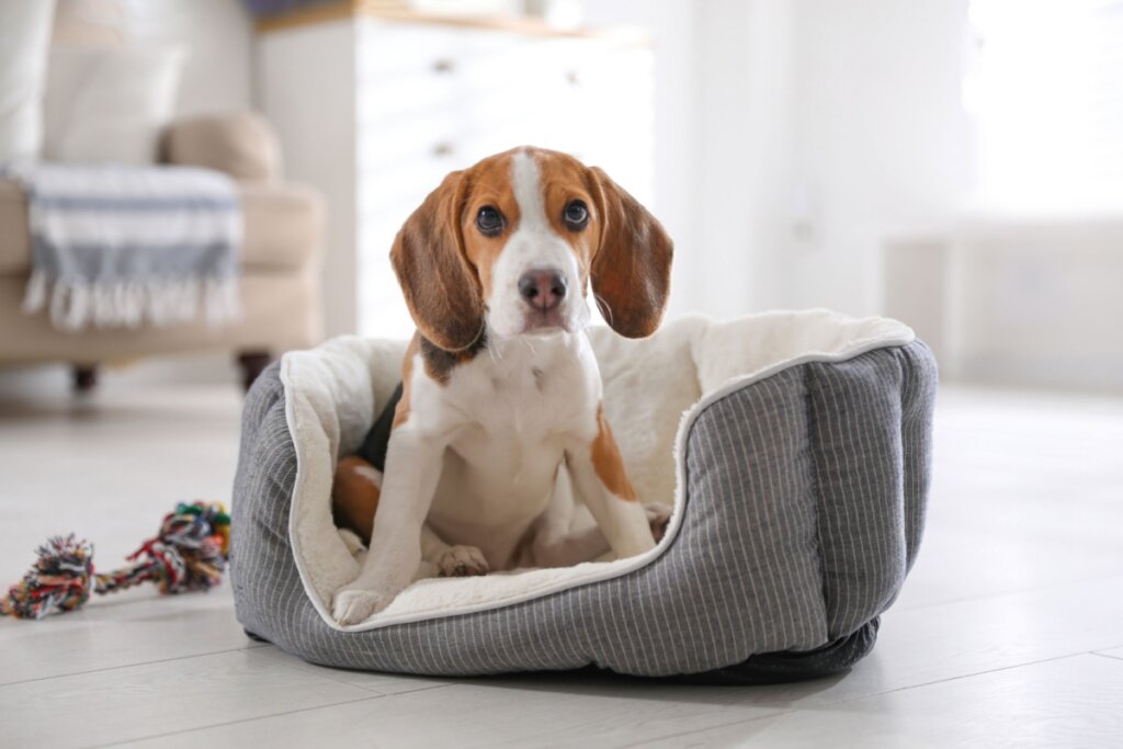 10 nomes ideais para cachorros tímidos 