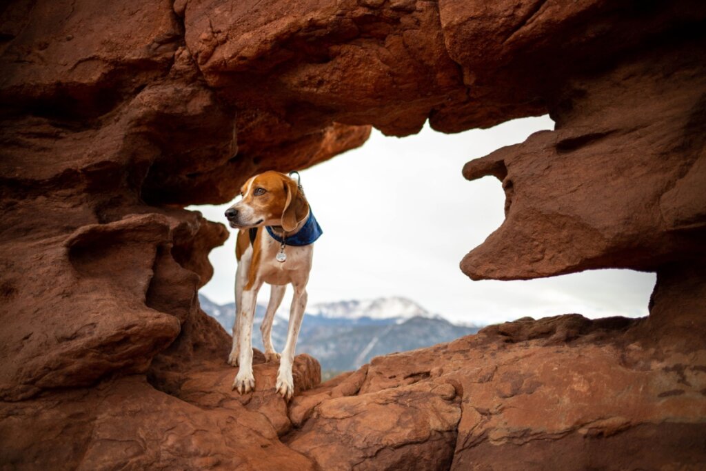 4 características do cachorro da raça foxhound americano