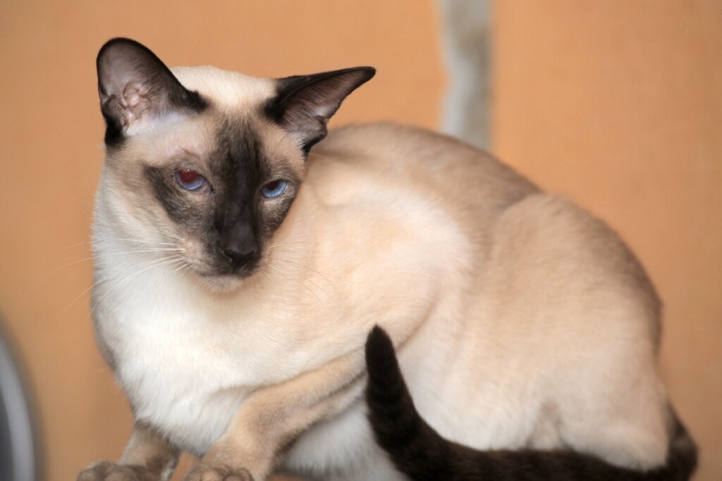Gato siamês deitado e olhando para o lado