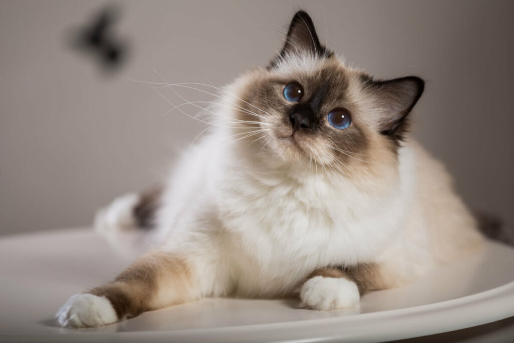 Gato da raça birmanês deitado e olhando para cima