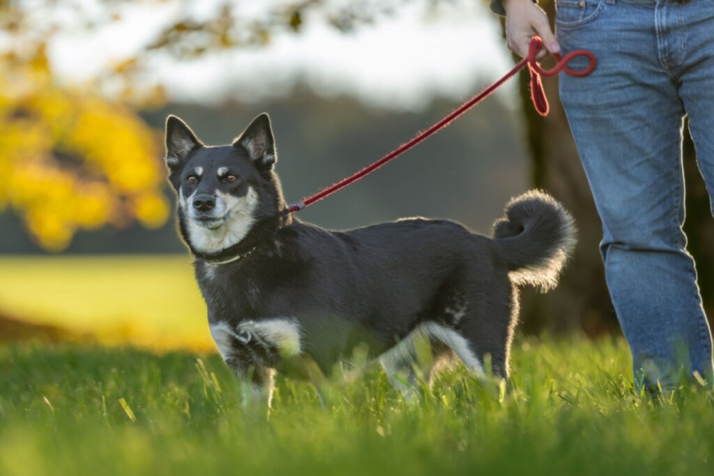 4 características do cachorro da raça pastor finlandês da lapônia 