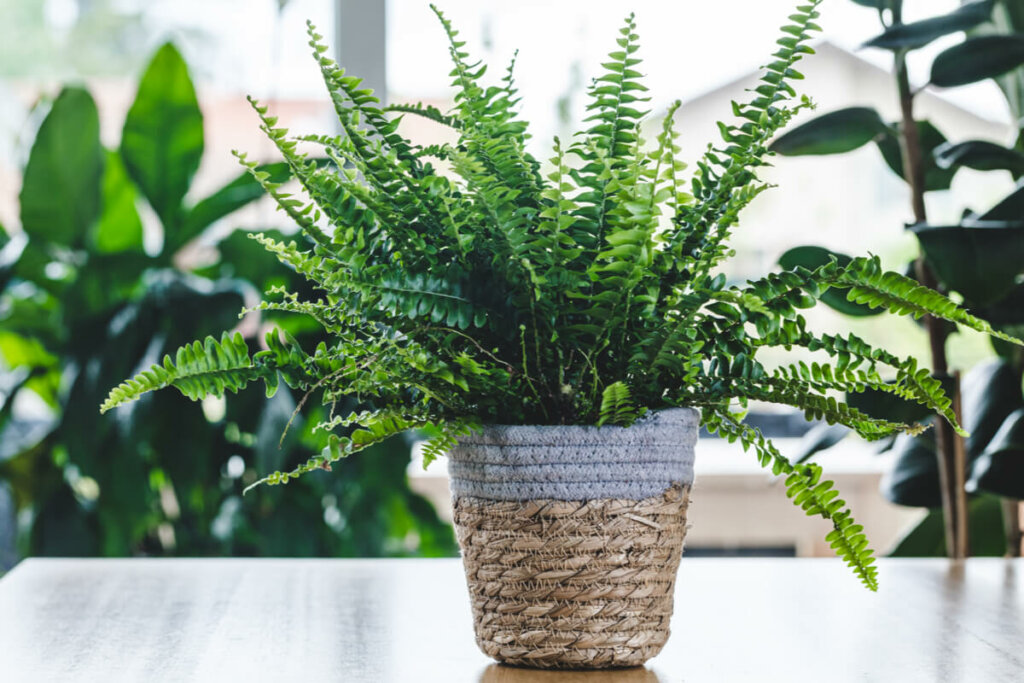 Samambaia dentro de um vaso para plantas de palha 