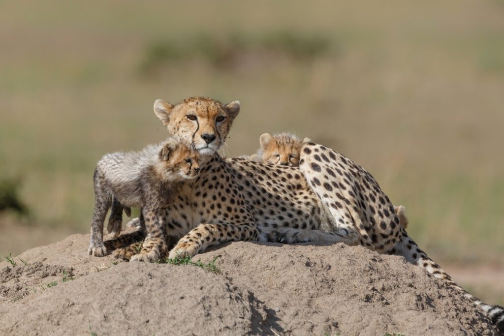 Animal terrestre mais rápido do mundo: 7 curiosidades sobre o guepardo 