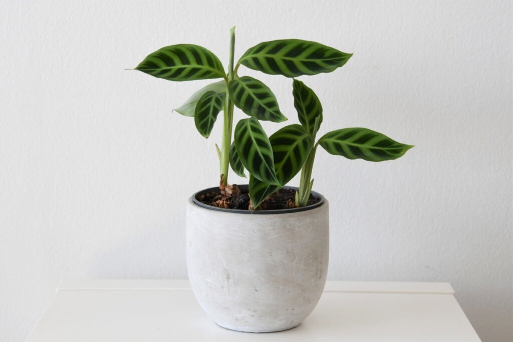 Vaso branco com maranta em cima de uma mesa branca 
