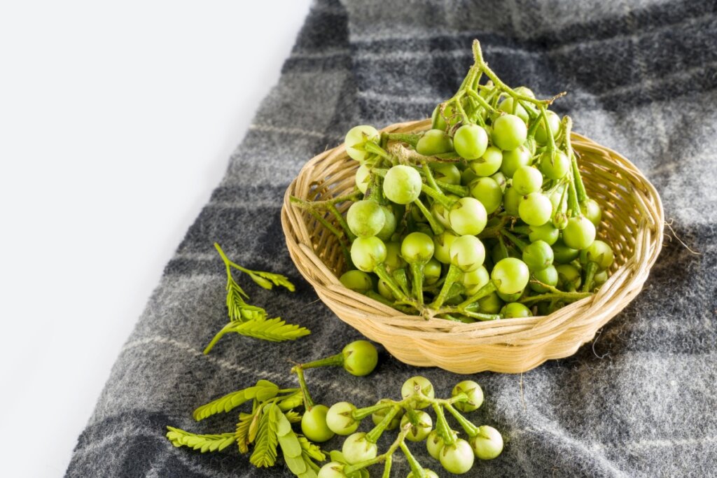 6 benefícios da planta jurubeba para a saúde