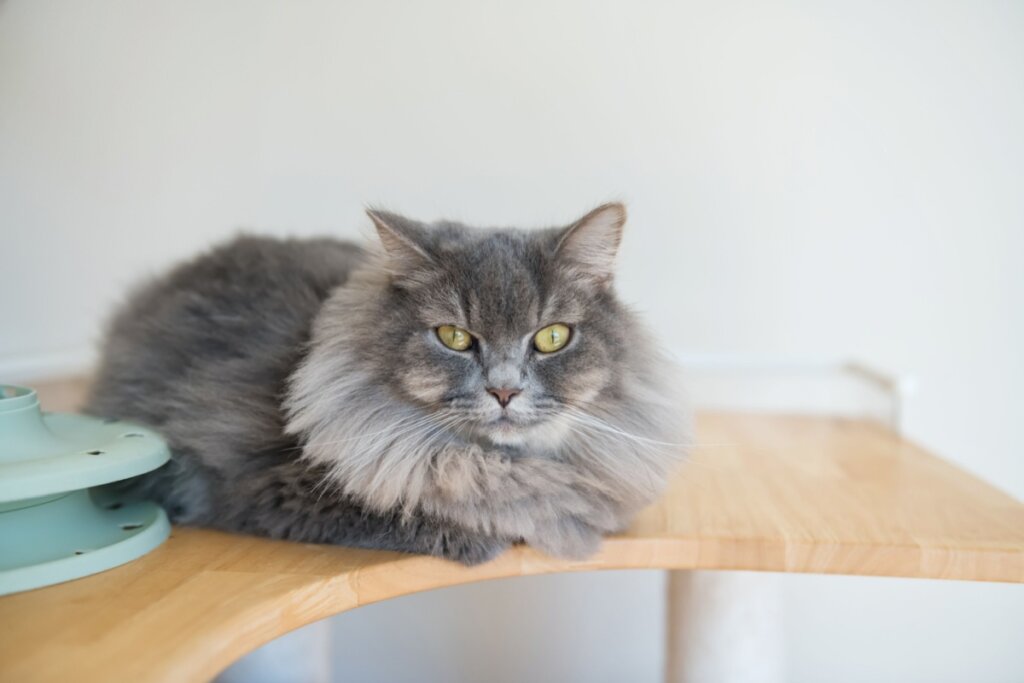 Gato da raça american bobtail sentado em brinquedo de madeira com a pelagem cinza