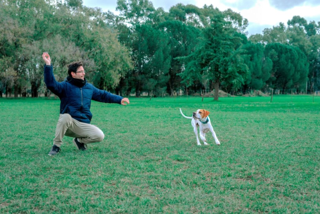 4 características do cachorro da raça pointer inglês 