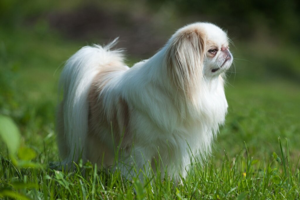 4 características do cachorro da raça spaniel japonês 