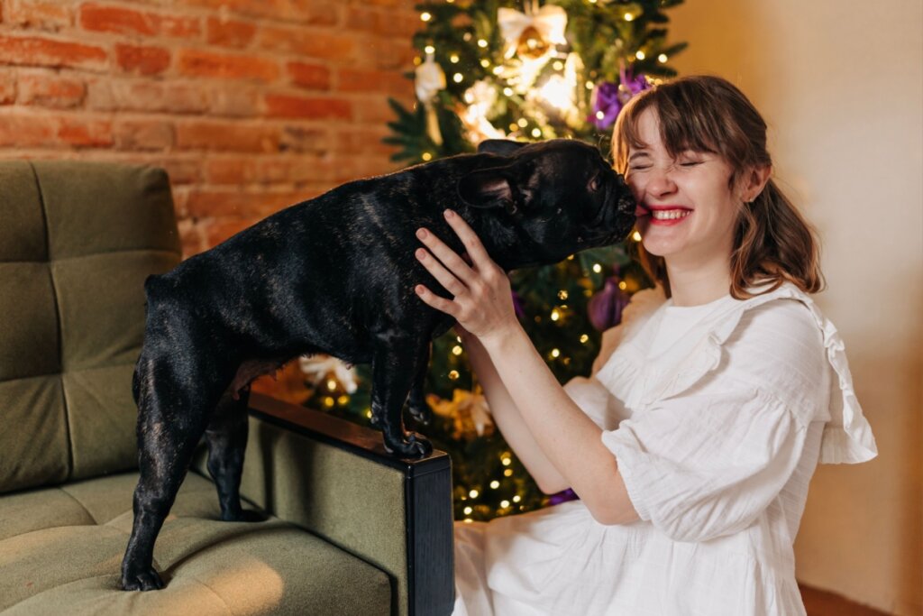 8 dicas para preparar o pet para receber visitas no Natal 