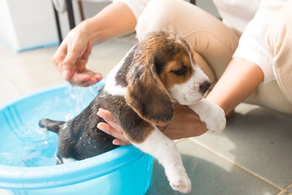 10 cuidados importantes no primeiro banho do cachorro filhote 