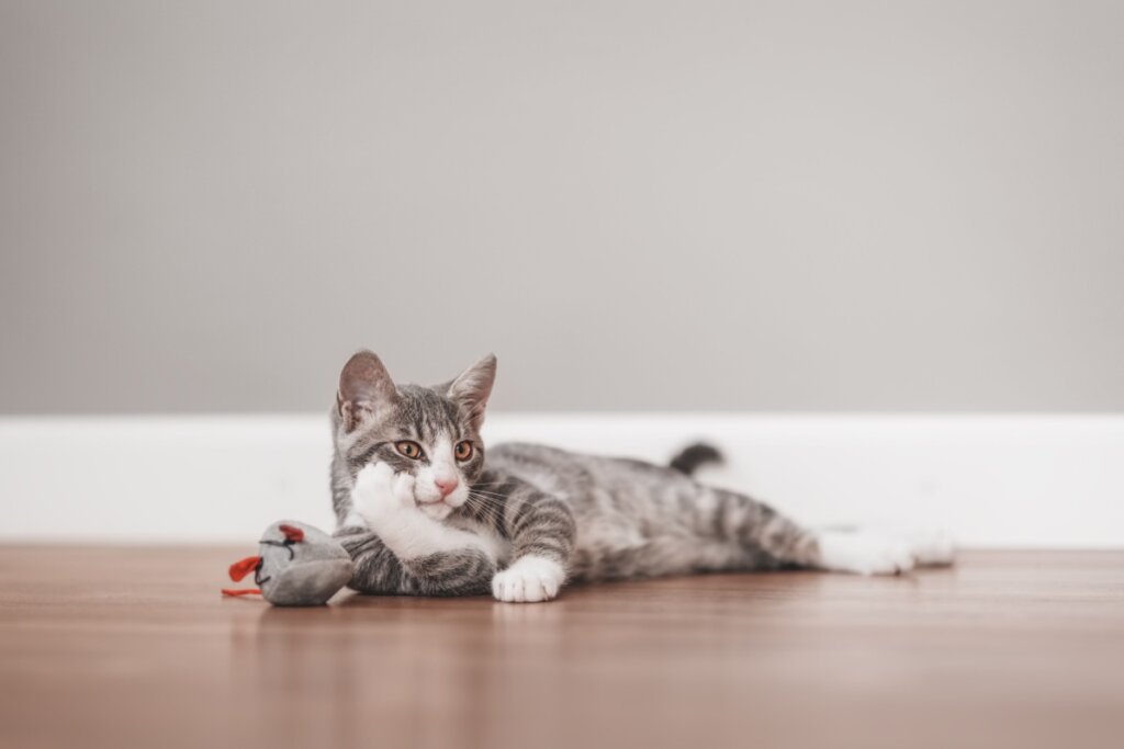 Seu gato é distraído? Veja 10 nomes perfeitos para ele