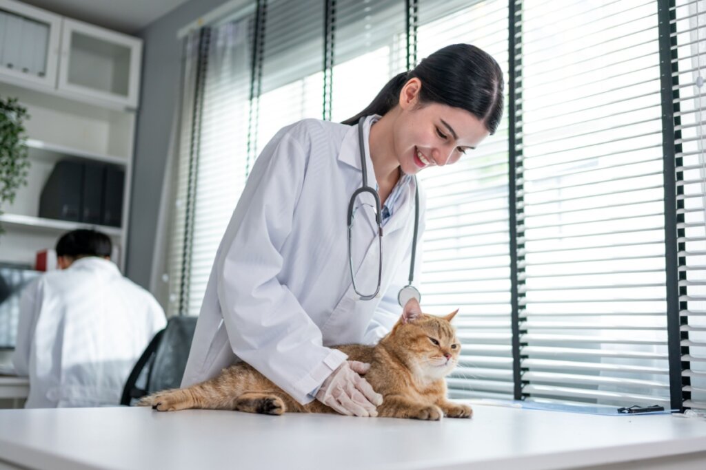 Gestação de gata: confira cada etapa e os cuidados necessários 