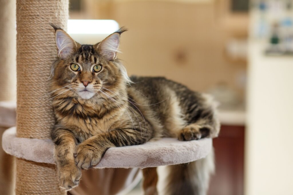 Gatos estadunidenses: 7 raças originárias dos Estados Unidos