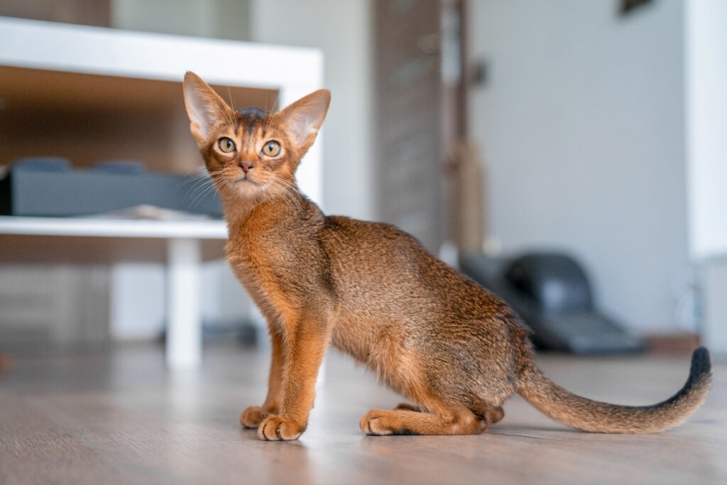 Gato abissínio sentado no chão e olhando para o lado