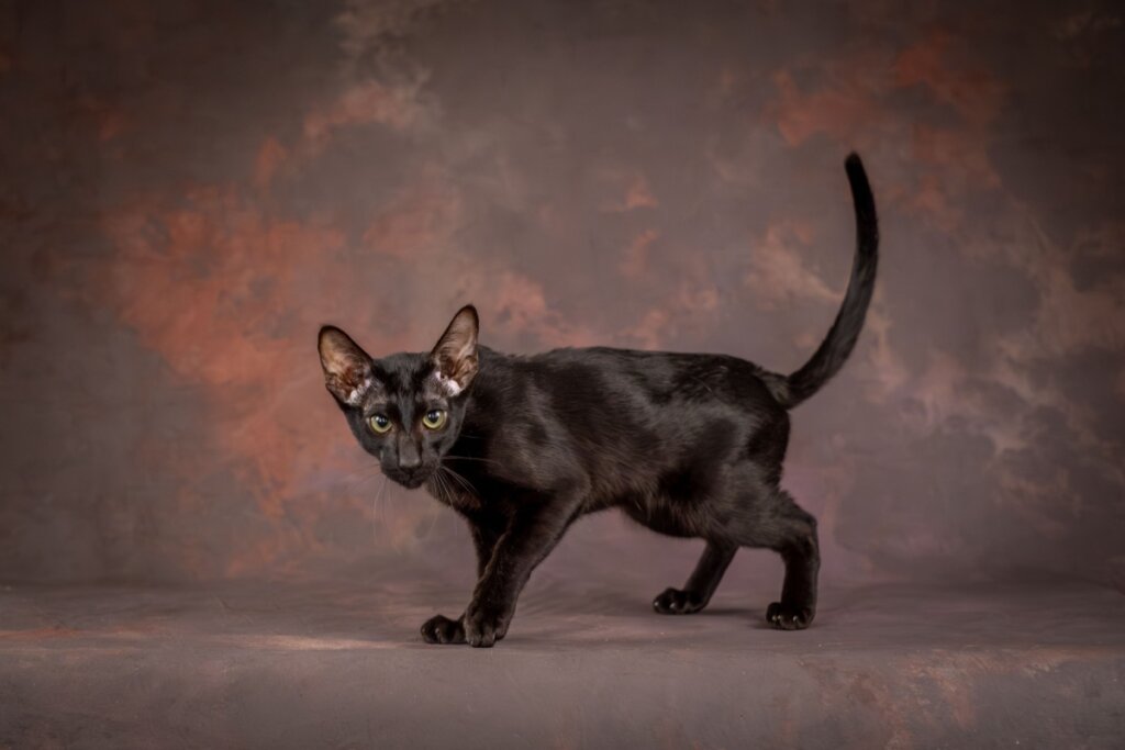 Gato Oriental Shorthair preto, de pelagem curta e corpo esguio, com orelhas grandes e olhos claros, caminhando sobre um fundo neutro em estúdio, com cauda erguida.