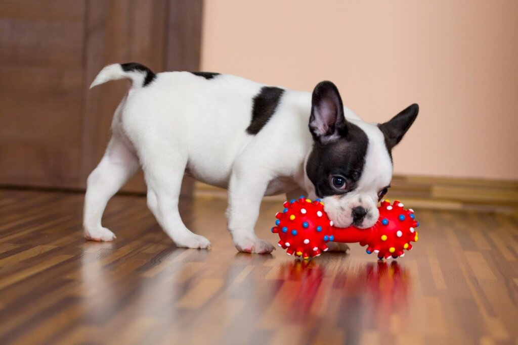 Pets estressados nas férias: 5 dicas para reduzir o impacto de mudanças