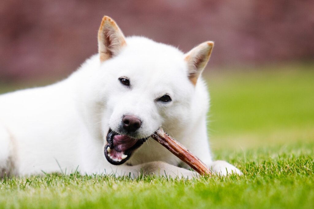 Hokkaido: conheça as características dessa raça de cachorro japonesa 