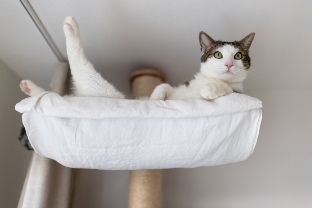 7 dicas para tornar o gato mais sociável