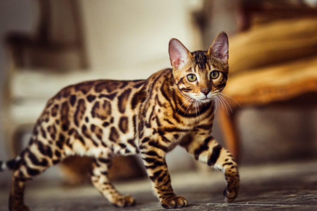 Gatos curiosos: 7 raças que adoram explorar 