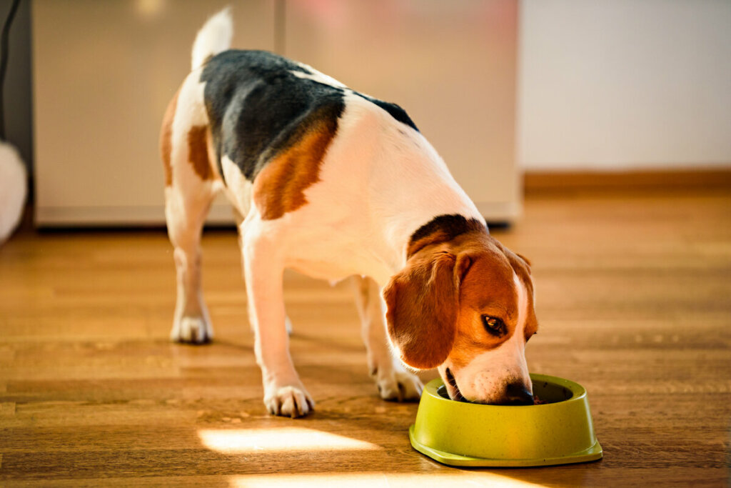 9 sabores que os cachorros mais gostam 