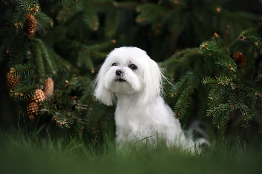 Dose de fofura: 7 raças de cachorro pequenas e brancas
