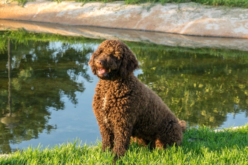 Cachorro com pelagem marrom enrolada sentado na grama em beira de lago