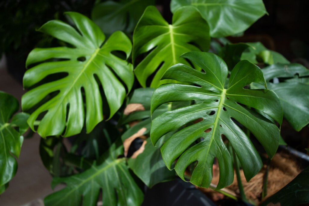 Planta costela-de-Adão plantada em um vaso preto com terra 