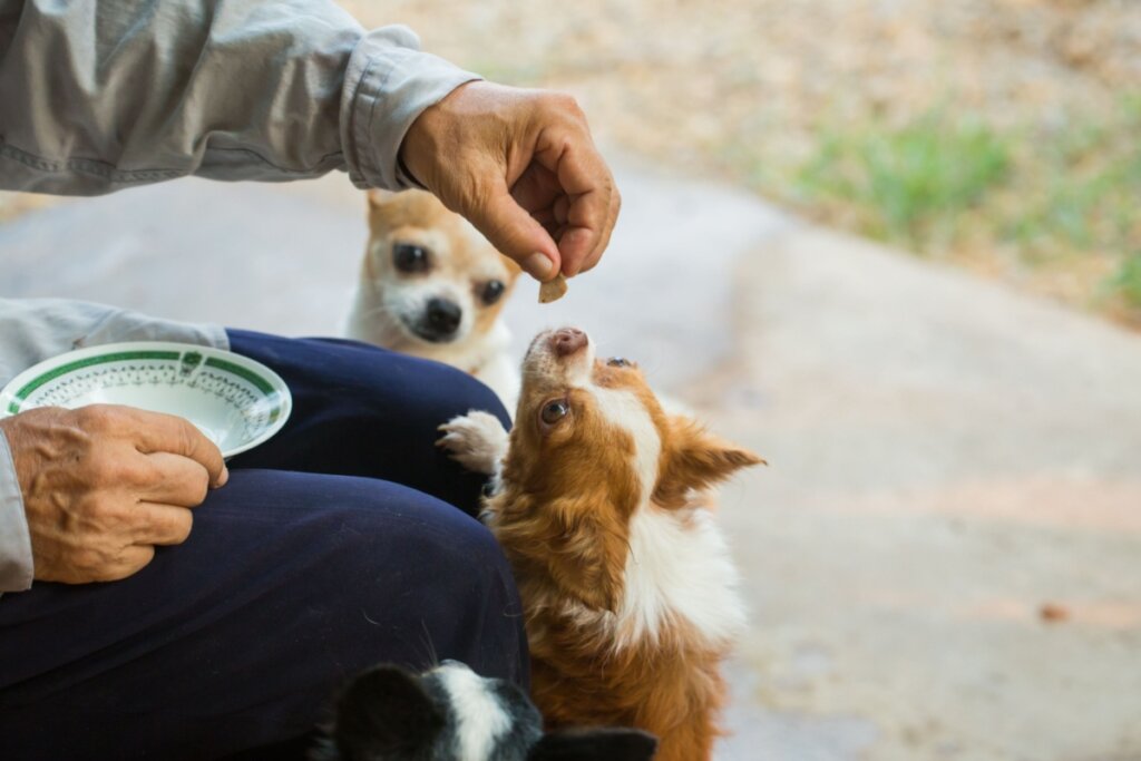 7 curiosidades sobre os cachorros de pequeno porte 