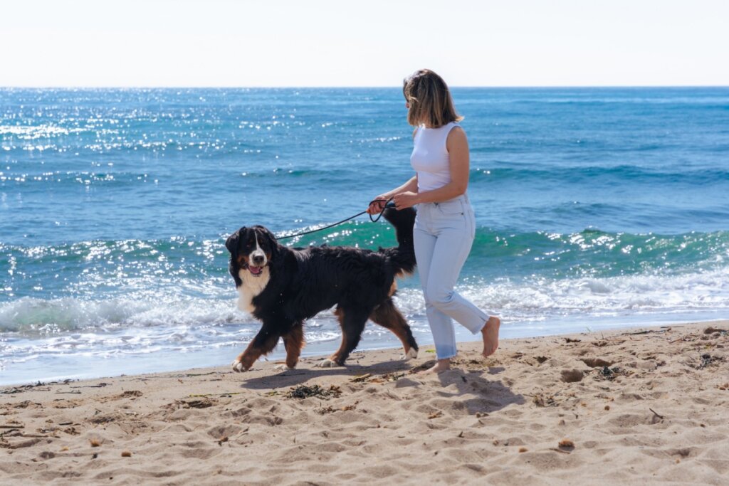 5 cuidados essenciais para viajar com os pets no verão