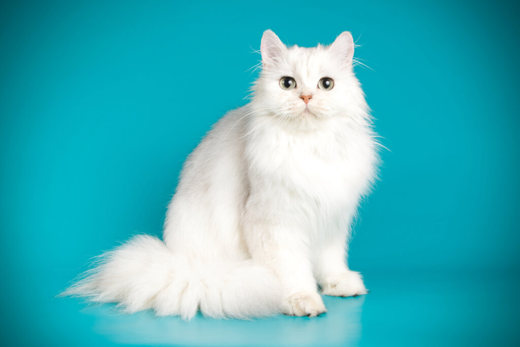 7 raças de gato que se destacam pela pelagem branca 