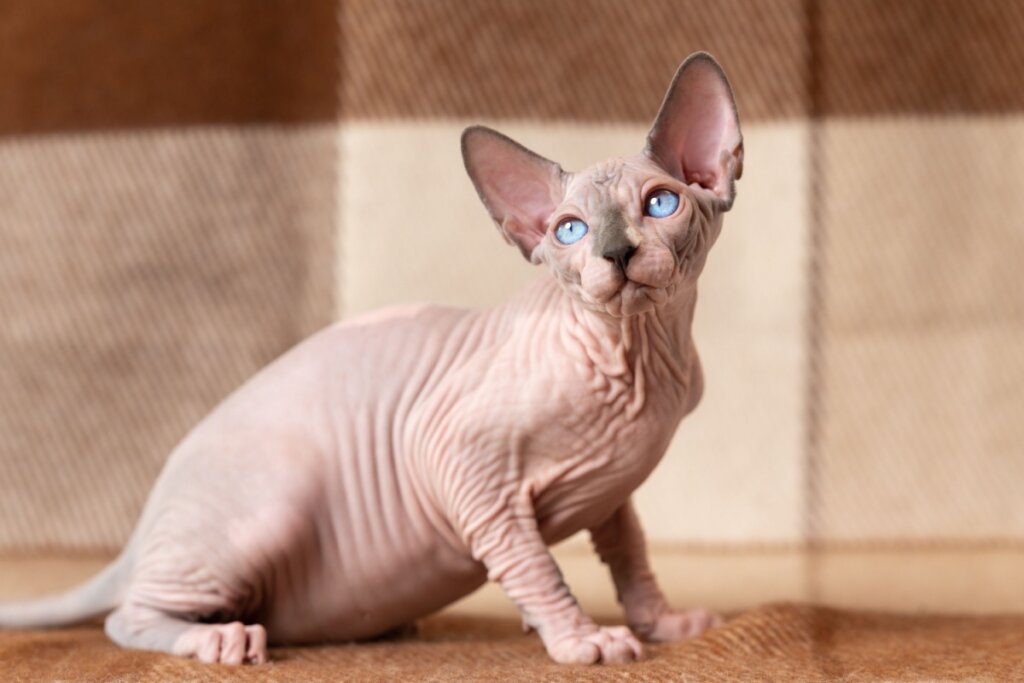 Gato da raça sphynx, sentado em um tapete marrom, olhando para o lado