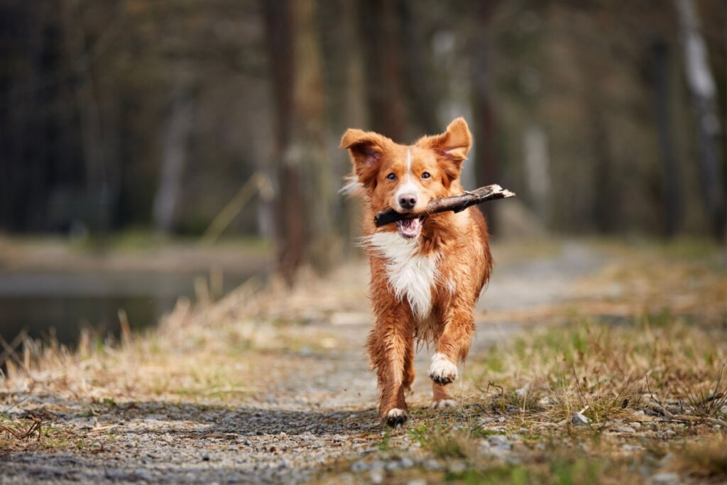 8 nomes para cachorros inspirados em novelas famosas