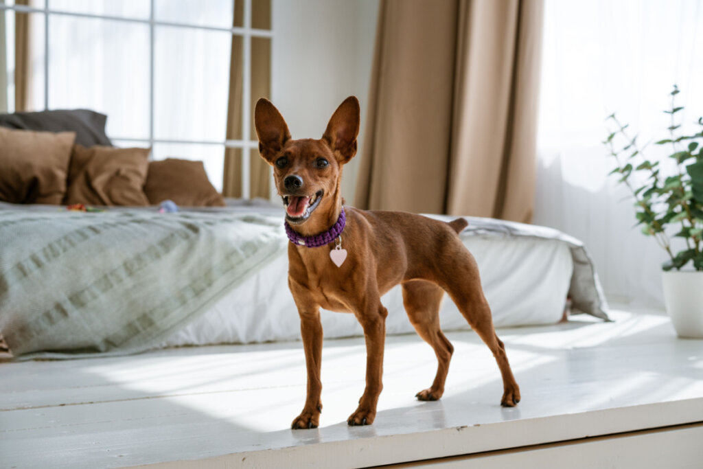 7 nomes criativos para cachorros da raça pinscher