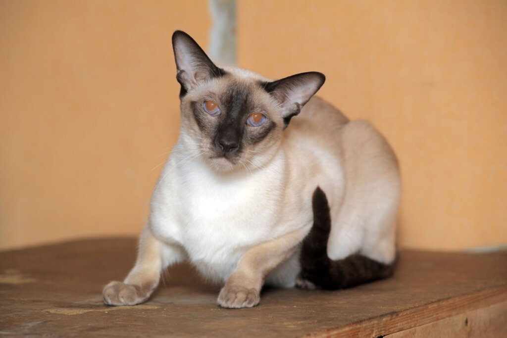Gato siâmes deitado e com os olhos fechados